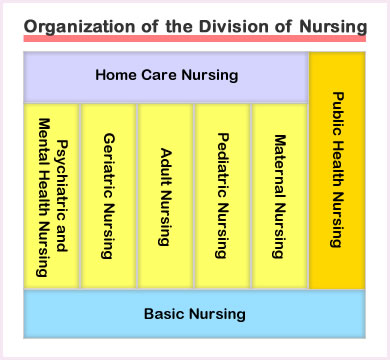 Organization of the Division of Nursing
